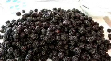Wild BLACKBERRY  SYRUP - How to make BLACKBERRY SYRUP Recipe